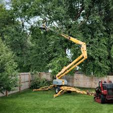 Pest Control for Lawns in James City, NC