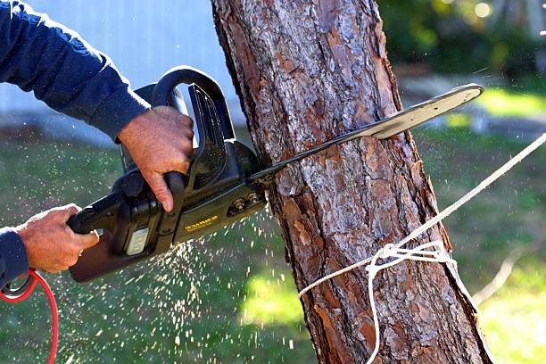 Trusted James City, NC Tree Care Experts