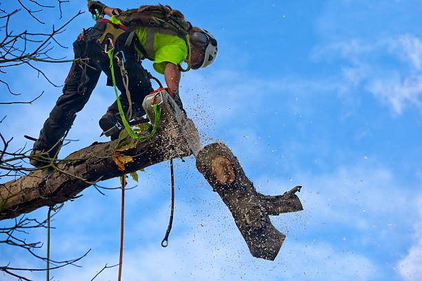 Reliable James City, NC Tree Care Solutions